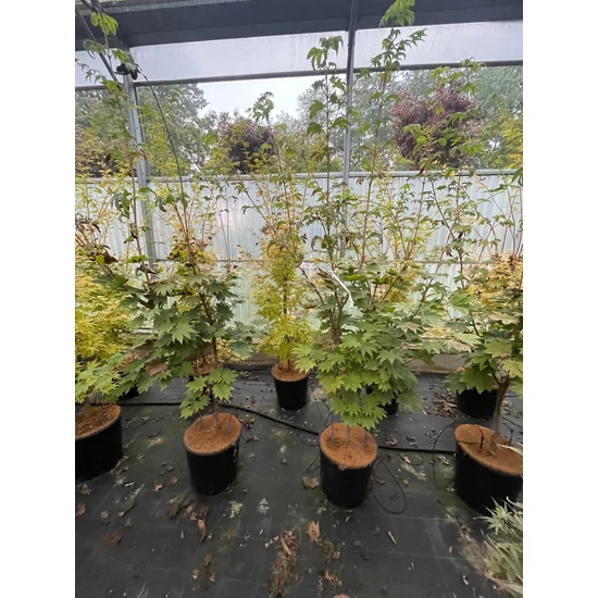 Japán juhar ACER PALMATUM VITIFOLIUM 180/+ K18