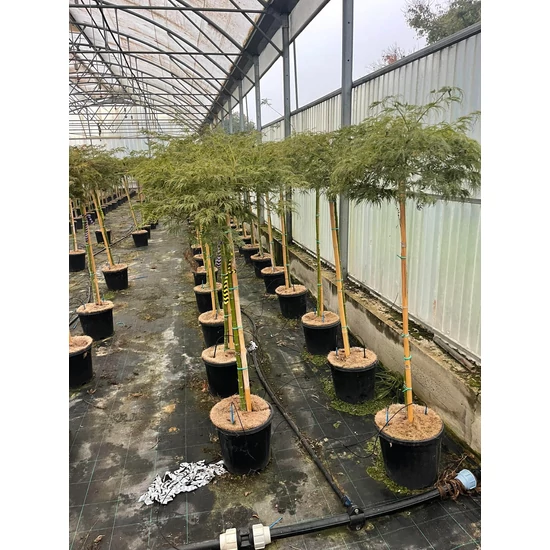 Szeldelt levelű japán juhar ACER PALMATUM DISSECTUM VIRIDIS T80 K12