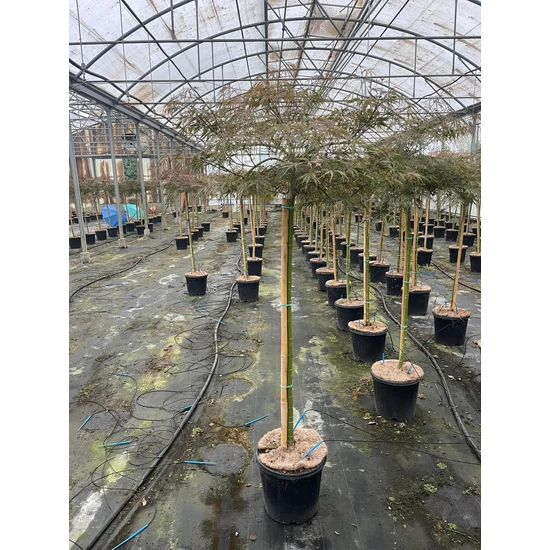 Japán juhar ACER PALMATUM DISSECTUM INABA SHIDARE T100 K15