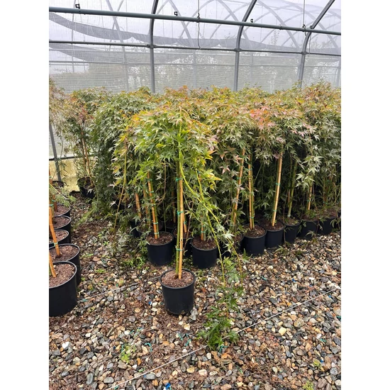 Japán juhar ACER PALMATUM RYUSEN T80 K5