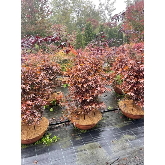 Japán juhar ACER PALMATUM FIREGLOW  BONSAI TÁLBAN K50