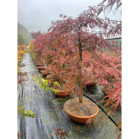 Szeldelt levelű japán ACER PALMATUM DISSECTUM INABA SHIDARE SZÖKŐKÚT FORMA K50