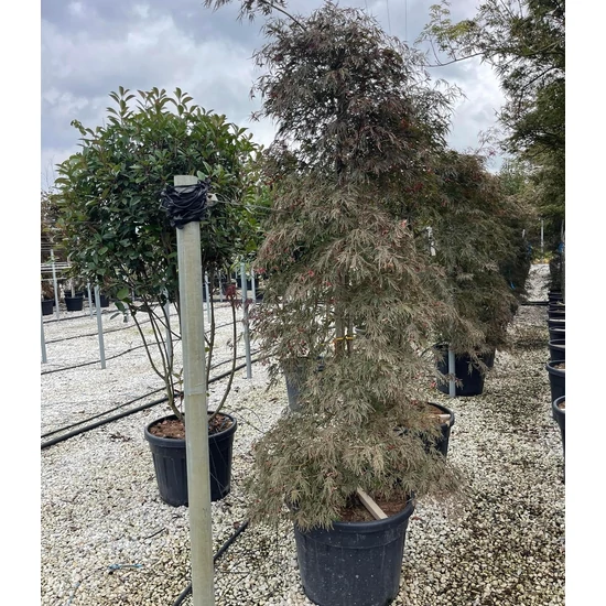 Szeldelt levelű japán juhar ACER PALMATUM DISSECTUM INABA-SHIDARE szökőkút FORMA 220/250 K110