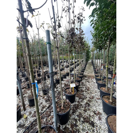 Korai juhar ACER PLATANOIDES ROYAL RED T200 10/12 K35  