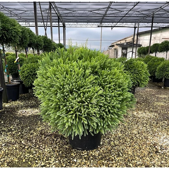 Törpe japán szugifenyő CRYPTOMERIA JAPONICA GLOBOSA NANA 70/80 K35