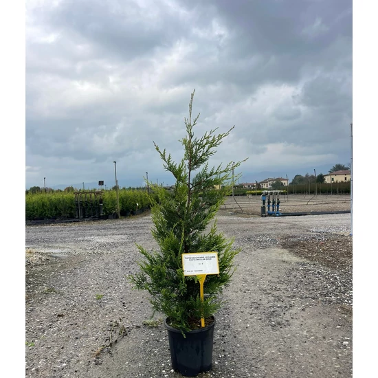Arany lombú leyland ciprus CUPRESSOCYPARIS LEYLANDII CASTLEWELLAN GOLD 100/125 K9