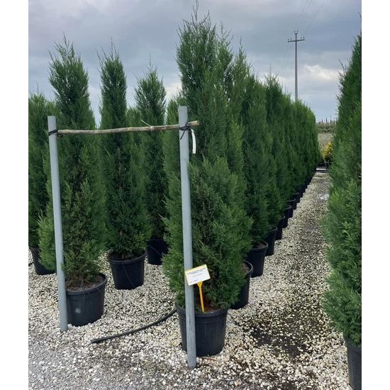 Leyland ciprus CUPRESSOCYPARIS LEYLANDII PYRAMIDALIS 200/225 K35