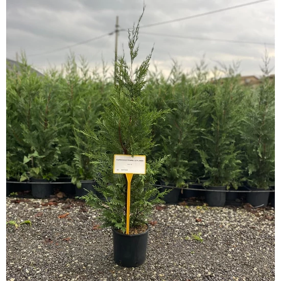 Leyland ciprus CUPRESSOCYPARIS LEYLANDII K5   