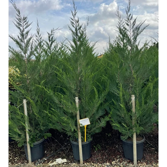 Leyland ciprus CUPRESSOCYPARIS LEYLANDII 200/250 K25