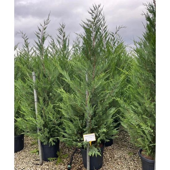 Leyland ciprus CUPRESSOCYPARIS LEYLANDII 250/300 K25  
