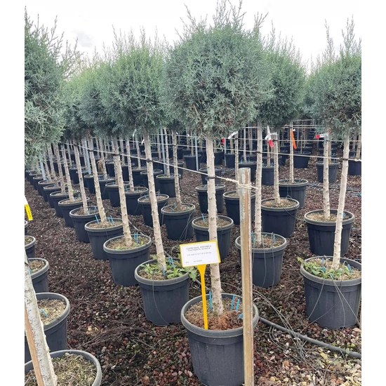 Oszlopos, kék arizoniai ciprus CUPRESSUS ARIZONICA FASTIGIATA T1/2 40/50 K30