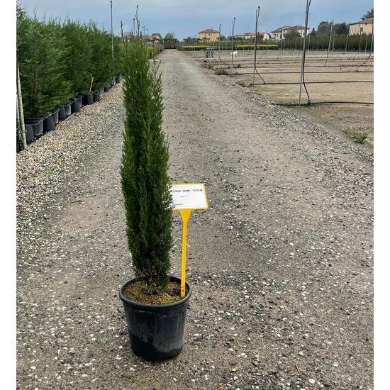 Európai ciprus CUPRESSUS SEMPERVIRENS TOTEM K9   