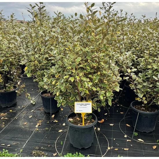 Tarka levelű ezüstfa ELAEAGNUS EBBINGEI GILT EDGE 100/125 K18