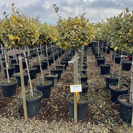 Tarka levelű ezüstfa ELAEAGNUS EBBINGEI GILT EDGE T1/2 50/60 K25