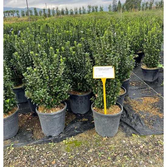 Japán kecskerágó EUONYMUS JAPONICUS BENKOMASAKI ERECTA K9   