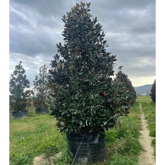 Örökzöld liliomfa MAGNOLIA GRANDIFLORA GALLISONIENSIS 350/400 K500 