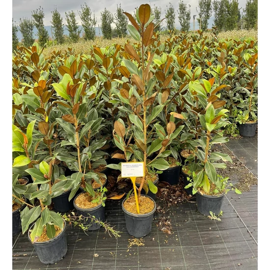 Örökzöld liliomfa MAGNOLIA GRANDIFLORA GALLISONIENSIS K9