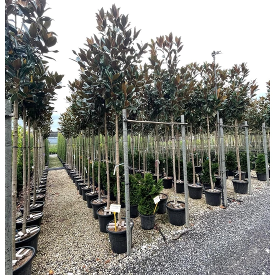 Örökzöld liliomfa MAGNOLIA GRANDIFLORA GALLISONIENSIS T200 10/12 K35 