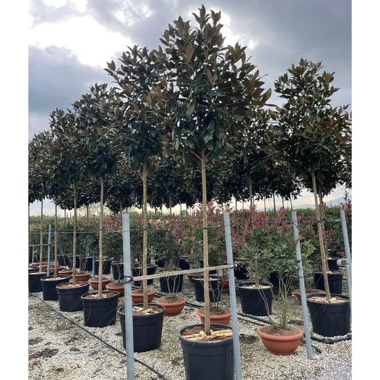 Örökzöld liliomfa MAGNOLIA GRANDIFLORA GALLISONIENSIS T200 14/16 K110