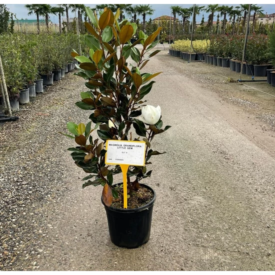 Örökzöld liliomfa MAGNOLIA GRANDIFLORA LITTLE GEM K9 