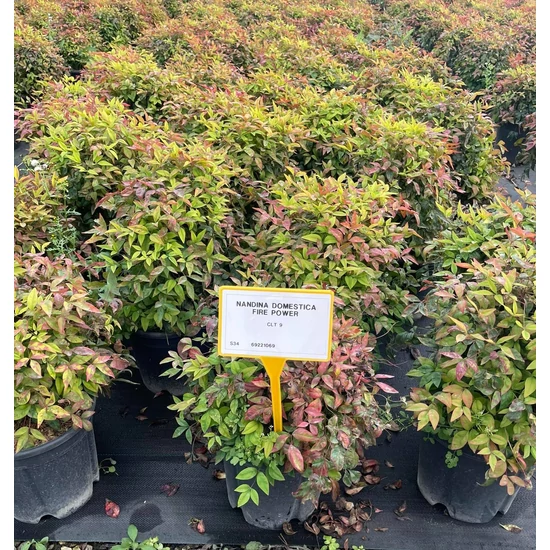 Japán szentfa NANDINA DOMESTICA FIRE POWER K9  