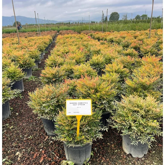 Japán szentfa NANDINA DOMESTICA GULF STREAM K9
