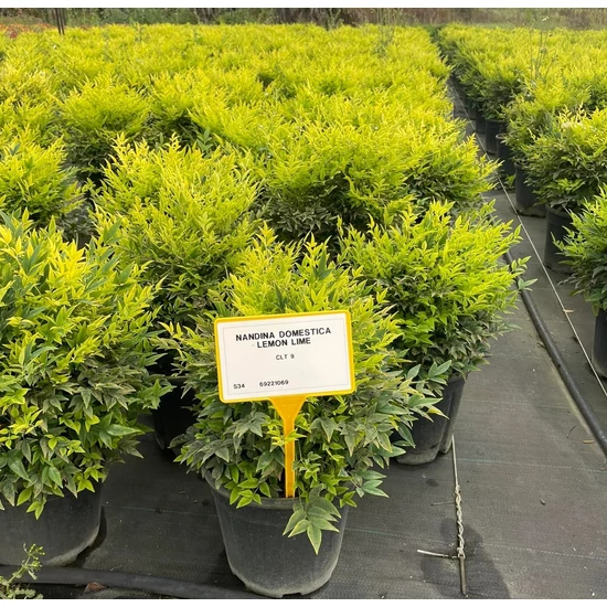 Japán szentfa NANDINA DOMESTICA LEMON LIME K9