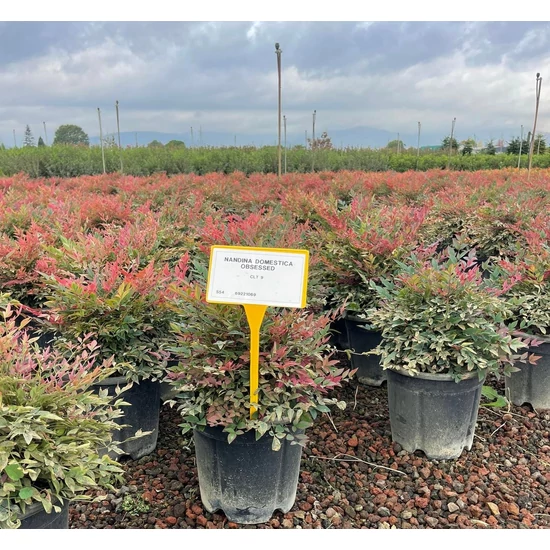 Japán szentfa NANDINA DOMESTICA OBSESSED K9