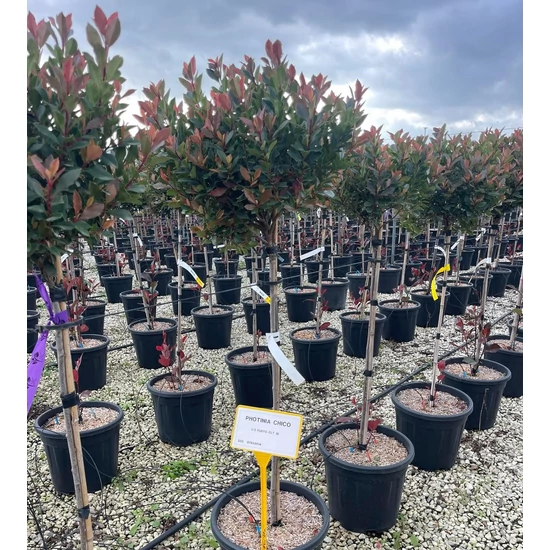 Örökzöld korallberkenye PHOTINIA FRASERI CHICO T1/2 K18 