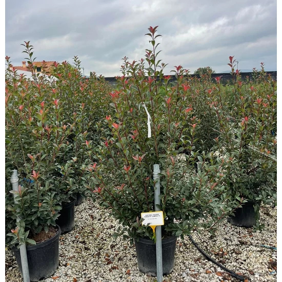 Örökzöld korallberkenye PHOTINIA FRASERI COMPACTA 125/150 K30  