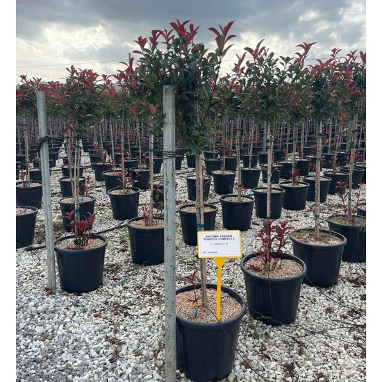 Örökzöld korallberkenye PHOTINIA FRASERI COMPACTA T1/2 K18 