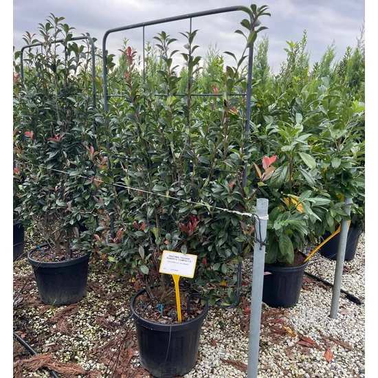 Örökzöld korallberkenye PHOTINIA FRASERI COMPACTA FAL 120×70 K35