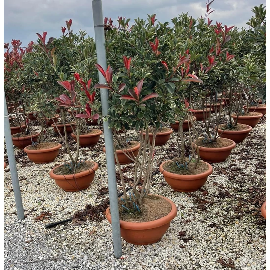 Örökzöld korallberkenye PHOTINIA FRASERI PINK MARBLE TÖBBTÖRZSES 120/150 LAPOS TÁLBAN K35