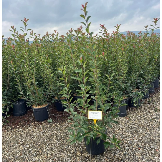 Örökzöld korallberkenye PHOTINIA FRASERI RED ROBIN 120/150 K18