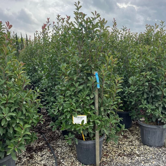 Örökzöld korallberkenye PHOTINIA FRASERI RED ROBIN 150/175 K35 
