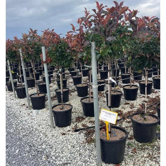 Örökzöld korallberkenye PHOTINIA SERRATIFOLIA VOLCANO T1/2 K18