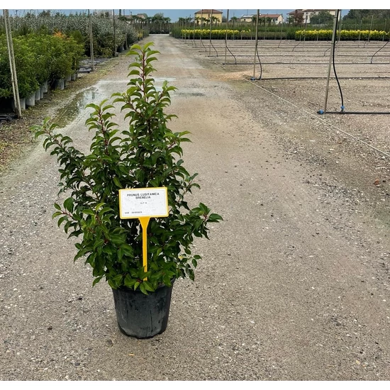 Portugál babérmeggy PRUNUS LUSITANICA BRENELIA K9  