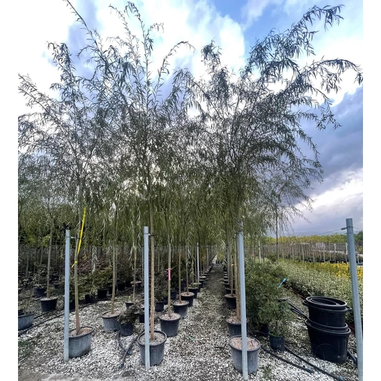 Szomorúfűz SALIX BABYLONICA T200 12/14 K25     