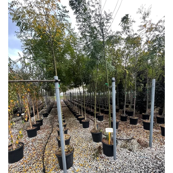 Japánakác SOPHORA JAPONICA T200 10/12 K30