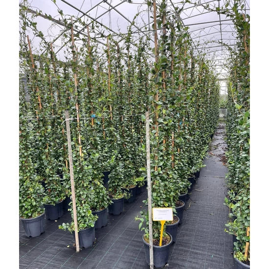 Csillagjázmin TRACHELOSPERMUM JASMINOIDES 175/200 K9           