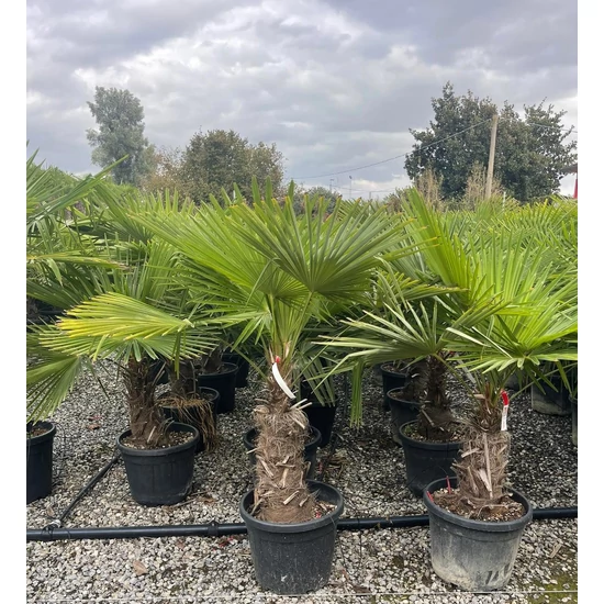 Kínai kenderpálma CHAMAEROPS EXCELSA TR30/40 K25