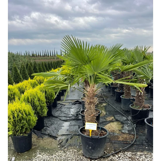 Kínai kenderpálma CHAMAEROPS EXCELSA TR50/60 K25
