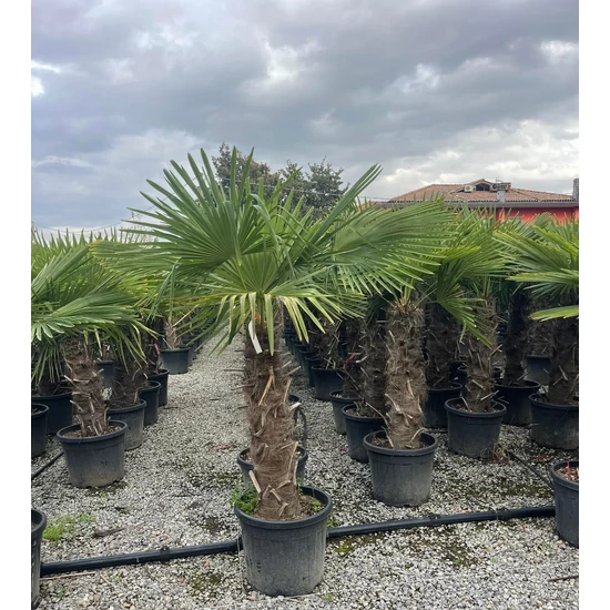 Kínai kenderpálma CHAMAEROPS EXCELSA TR70/80 K45