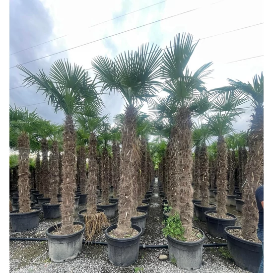 Kínai kenderpálma CHAMAEROPS EXCELSA TR220/250 K110