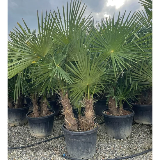 Kínai kenderpálma CHAMAEROPS EXCELSA TR60 3 TÖRZS K45