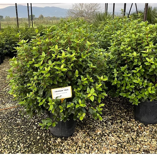 Téli bangita VIBURNUM TINUS 80/100 K18              