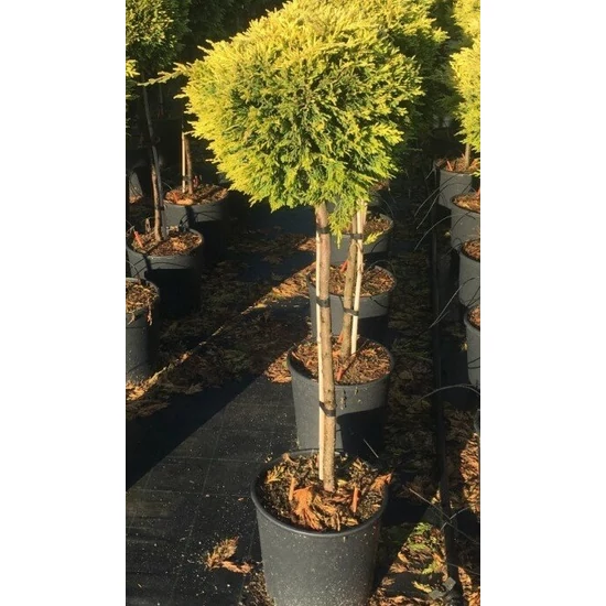 Arany lombú leyland ciprus CUPRESSOCYPARIS LEYLANDII GOLD RIDER T1/4 K7