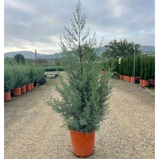 Oszlopos, kék arizoniai ciprus CUPRESSUS ARIZONICA FASTIGIATA K10
