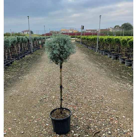 Oszlopos, kék arizoniai ciprus CUPRESSUS ARIZONICA FASTIGIATA T1/4 K7