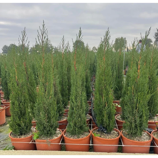 Toszkán ciprus   CUPRESSUS SEMPERVIRENS PYRAMIDALIS 100/125 K9